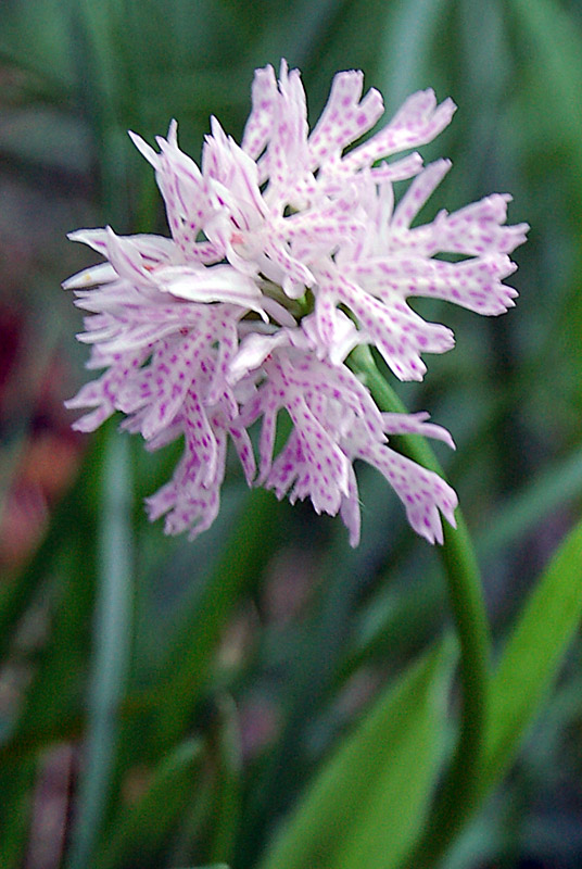 Neotinea tridentata